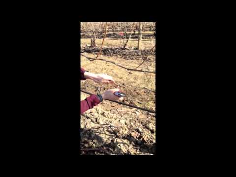 Double Guyot Grapevine Training System