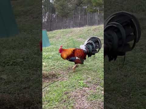 Yellow Leg Hatch Hoskins SLICK LIZARD FARM Jerry Adkins