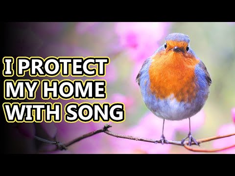 European Robin facts: robin redbreasts | Animal Fact Files