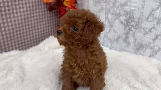 トイプードルの動画01