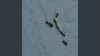 Cover art for No paraba