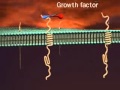 Receptor tyrosine kinases RTKs