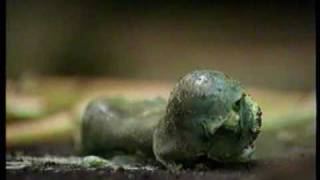 חייזר בישראל? UFO שהתגלה בישראל