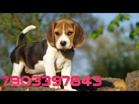 Cute Beagle Puppy for sale. 7903397643