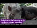 Nieuwe varkens staan te trappelen, maar eerst moet het hok gerepareerd
