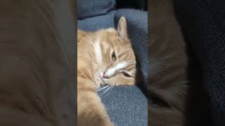 RIZIN塩試合多くて寝てる猫 #可愛い猫 #猫