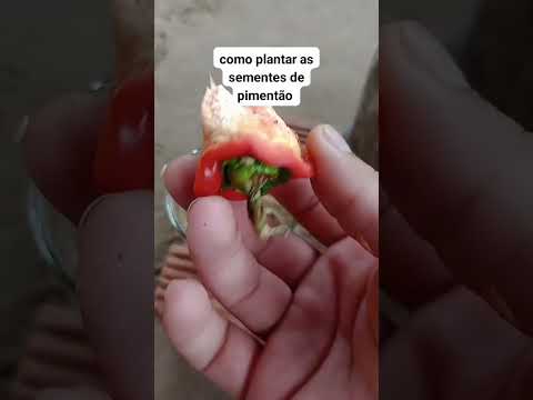 como plantar as sementes de pimentão #pimentão #dicas #plantas #plants #hortaorgânica