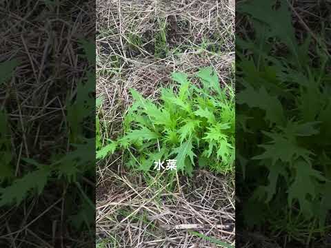 園芸植物に対する牛乳の効果