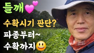 들깨???? 수확시기 판단? ???? 파종부터~수확까지 파종시기? 정식시기? 웃거름? 순치기 등 ???? 