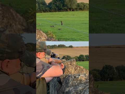 30Yard Rabbit Head Shot .22 Air rifle #hunting #airrifleshooting