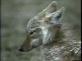 2001 Nothing S Worse Than Being Wet