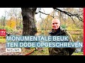 Verontwaardiging om brandstichting monumentale beuk & oranjegevoel in Drenthe | Drenthe Nu