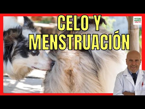 , title : 'Todo Sobre El Celo En Las Perras: Fases, Síntomas, Menstruación, Cuanto Duran, El Celo De Una Perra'