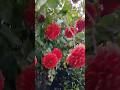Fullon Ke Sahar Me Ghar Apna Kitni Sundar Hai Ye Flowers