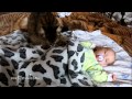 Cat lulling a baby / Кошка убаюкала ребенка 