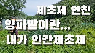 텃밭농사. 양파밭 마늘밭 이게 뭐냐. 너무 오랜만에 갔나..(충전예초기 짱)