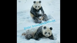 preview picture of video 'Snowpanda House'