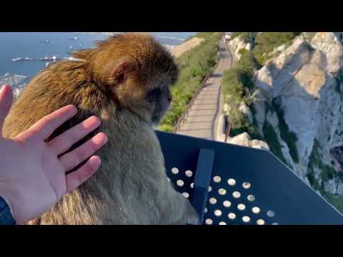 Gibraltar angry monkey!! 🙊 😄 06.01.23