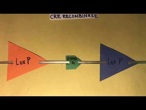 The Cre-Lox Recombination System: Excision