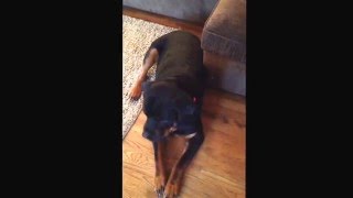 The Rottweiler Blues