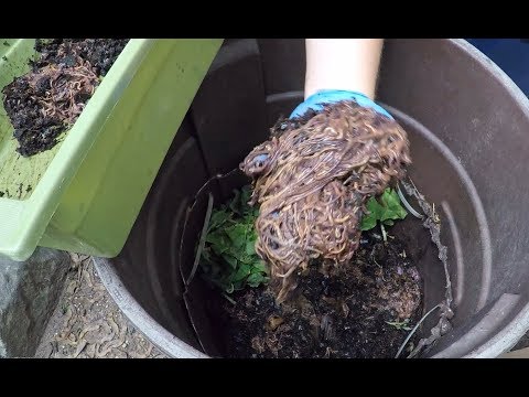 Relocate worms from 2 oldest bins to outside bin & feed 2 newest bins - vermicomposting