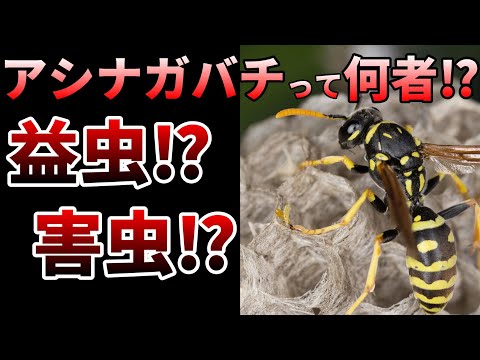 スズメバチ科について詳しく解説