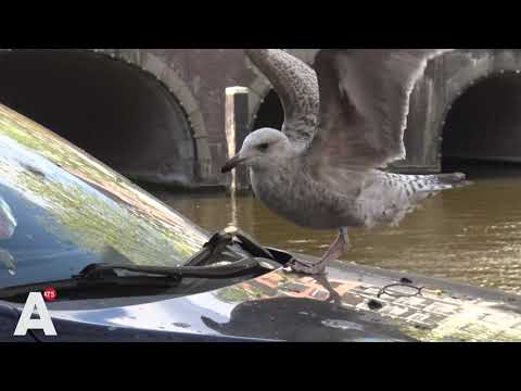 Meeuw probeert ruitenwisser te stelen