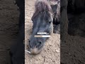 Einmal Akku Aufladen Bitte Shetty Power