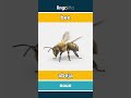 bee - abeja video thumbnail