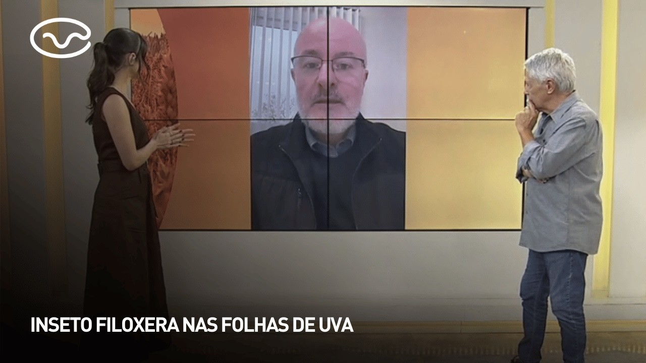 Inseto filoxera nas folhas de uva