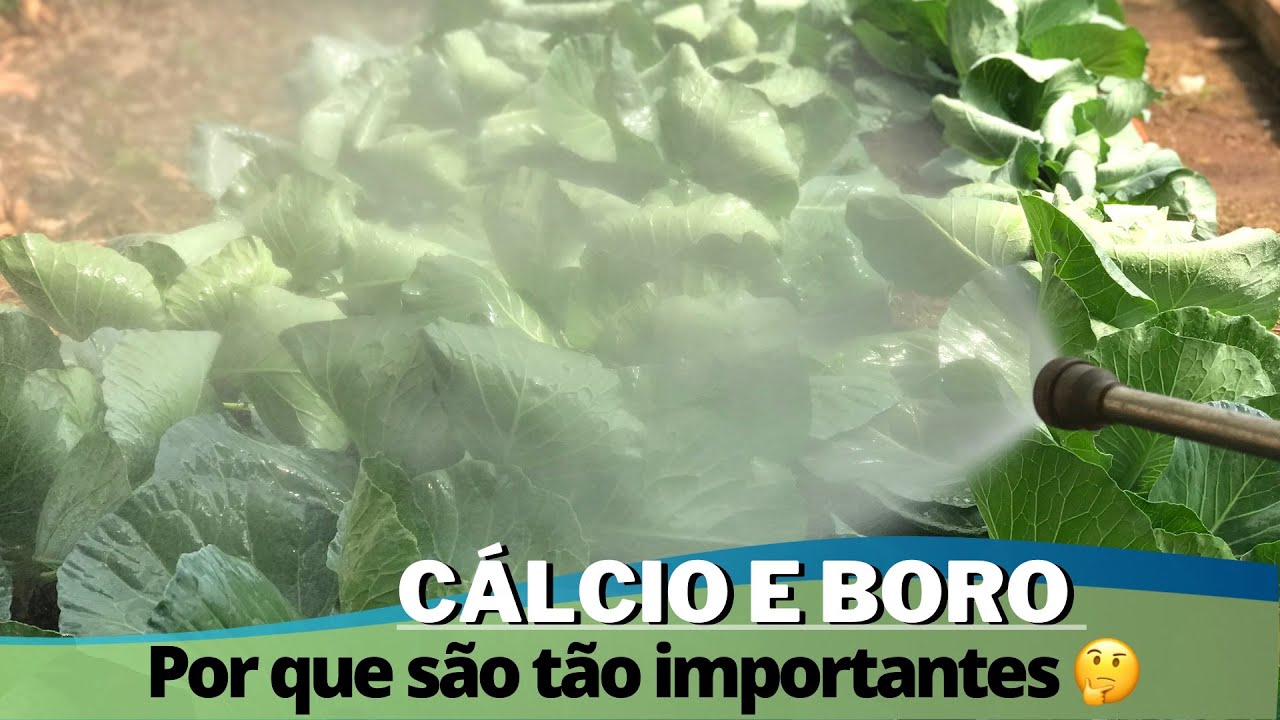 Adubação foliar com Cálcio e Boro nas hortaliças