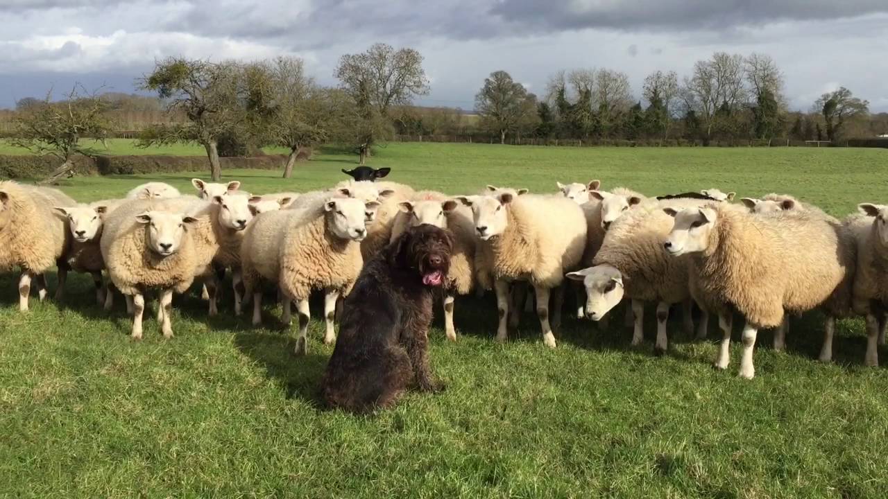 Hunter The German Wirehaired Pointer