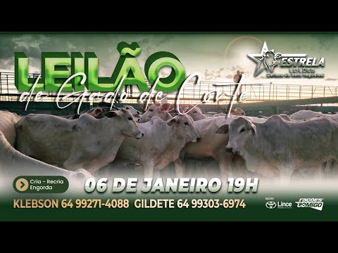 ESTRELA LEILÕES -  06  / 01 / 2026 -  19:00 HS. - Morrinhos  - Goiás