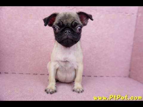 09/08巴哥母幼犬