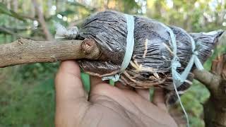 Download lagu Mudah dan Gampang Cara Mencangkok Pohon Kelengkeng Cepat Keluar Akar mp3 Download lagu Mudah dan Gampang Cara Mencangkok Pohon Kelengkeng Cepat Keluar Akar mp3