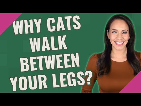 Why Cats walk between your legs?