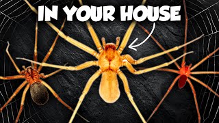 Every Recluse Spider in the US (are they in YOUR house)