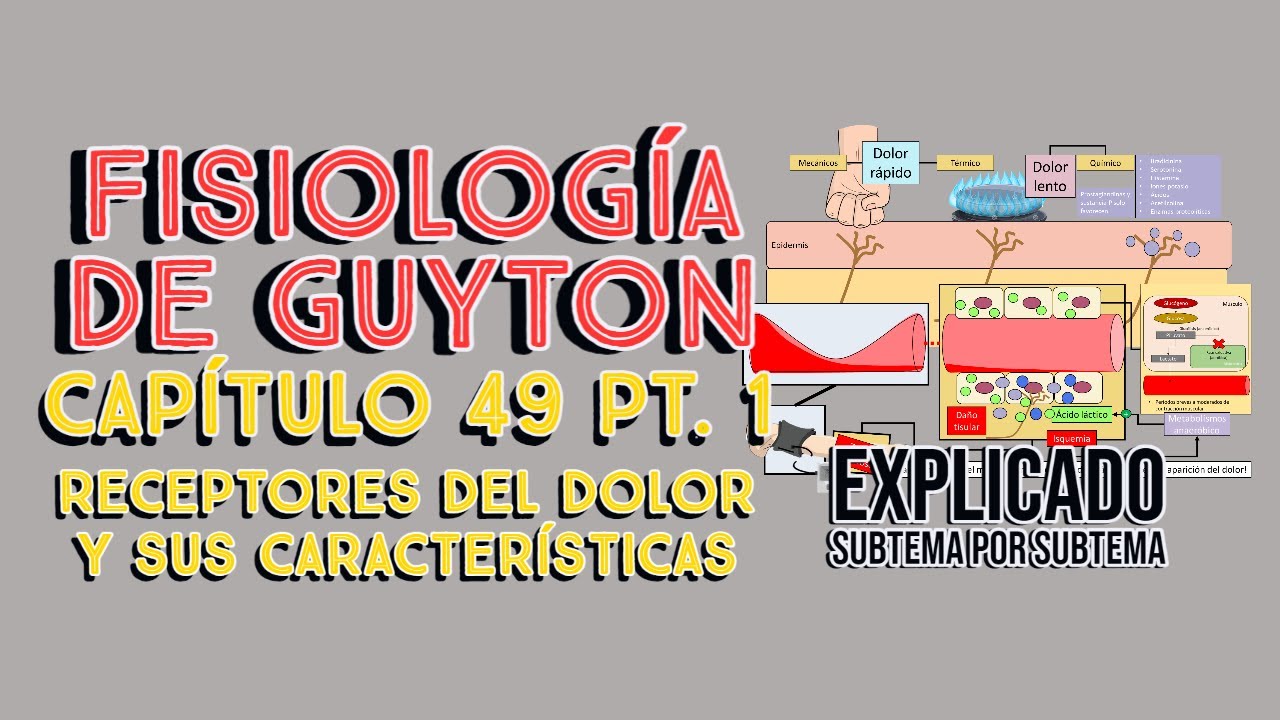 CAP 49 1/6: Receptores del dolor y sus características l Fisiología de Guyton