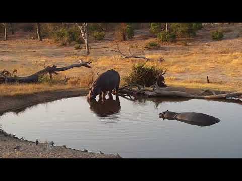 Djuma: Second Hippo coming to pan in late afternoon - 16:38 - 08/11/19
