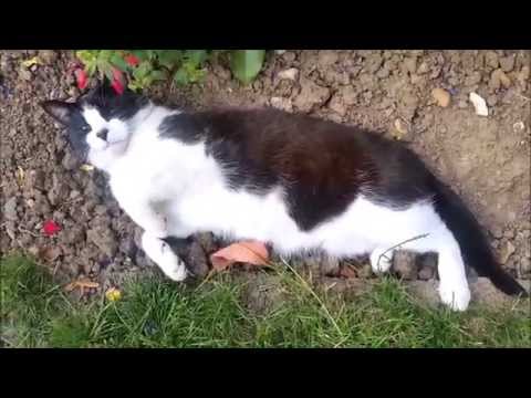 Cat loves rolling in the dirt!