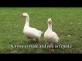 How To Tell The Difference Between A Goose And A Gander