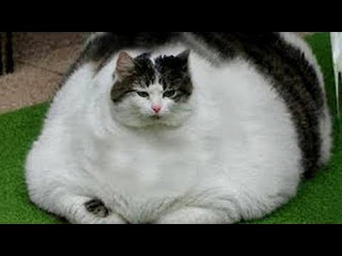 Essayer de ne pas rire meilleurs chiens et chats drôles partie 6