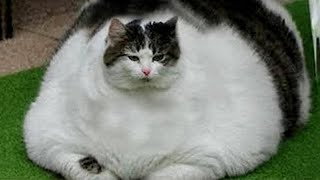 Essayer de ne pas rire meilleurs chiens et chats drôles partie 6