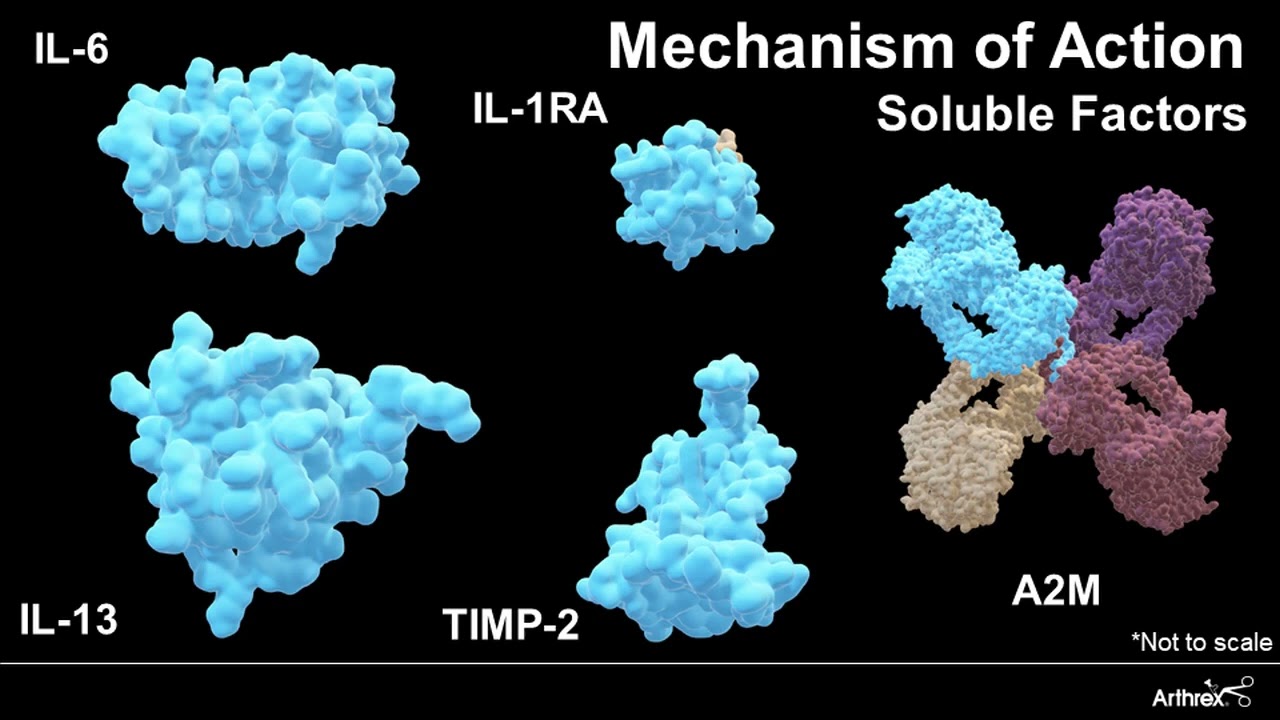 Cellular Composition of Canine & Equine Platelet Rich Plasma PRP from the ACP Max Device