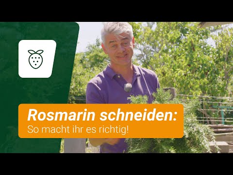 Rosmarin schneiden: So macht ihr es richtig!