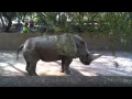 A Rhino Pooping