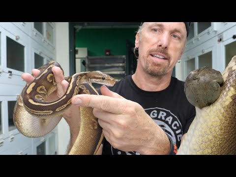 Amazing Recovery! Updates on all our reptile medical  procedures!