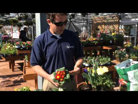 Barlow's TV [Episode 66] EASY Tips for a Spring Flower Container