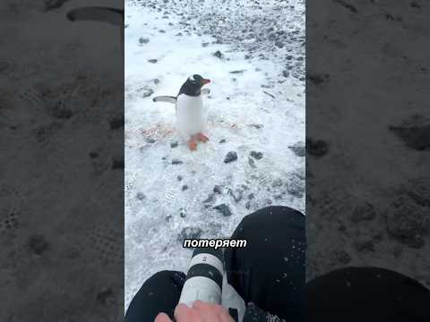 Почему пингвинов нельзя трогать руками?