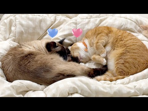 오빠 없이는 혼자 못 자는 고양이